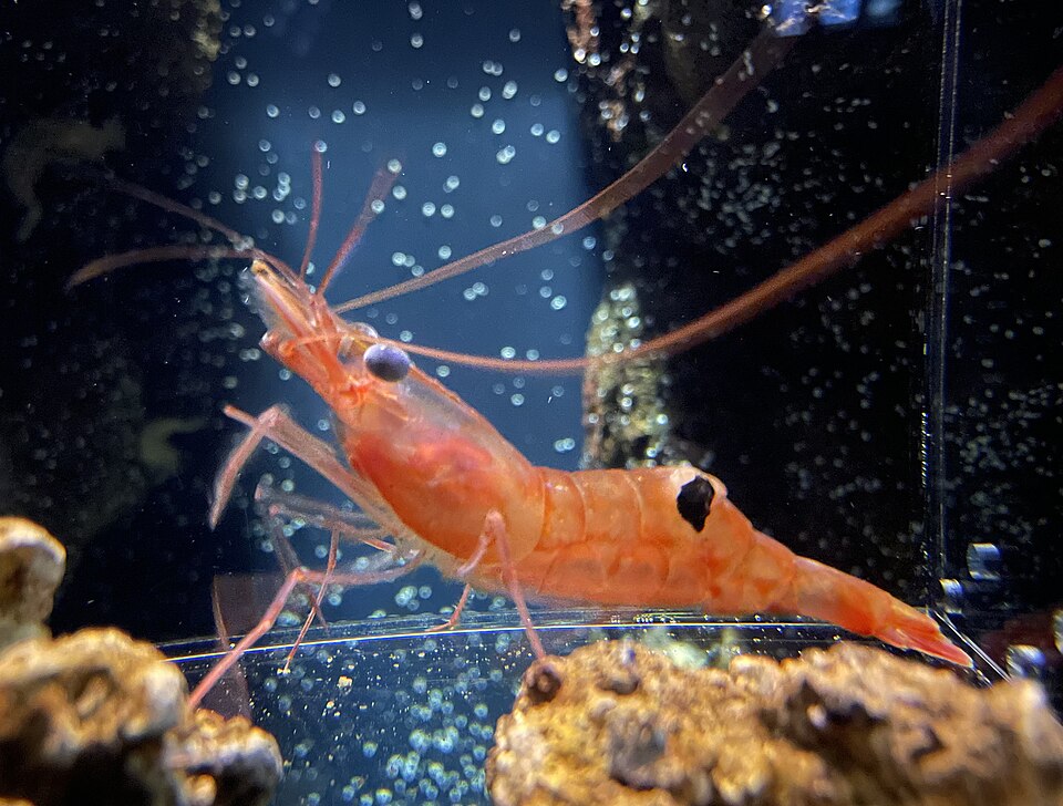 ホッコクアカエビ