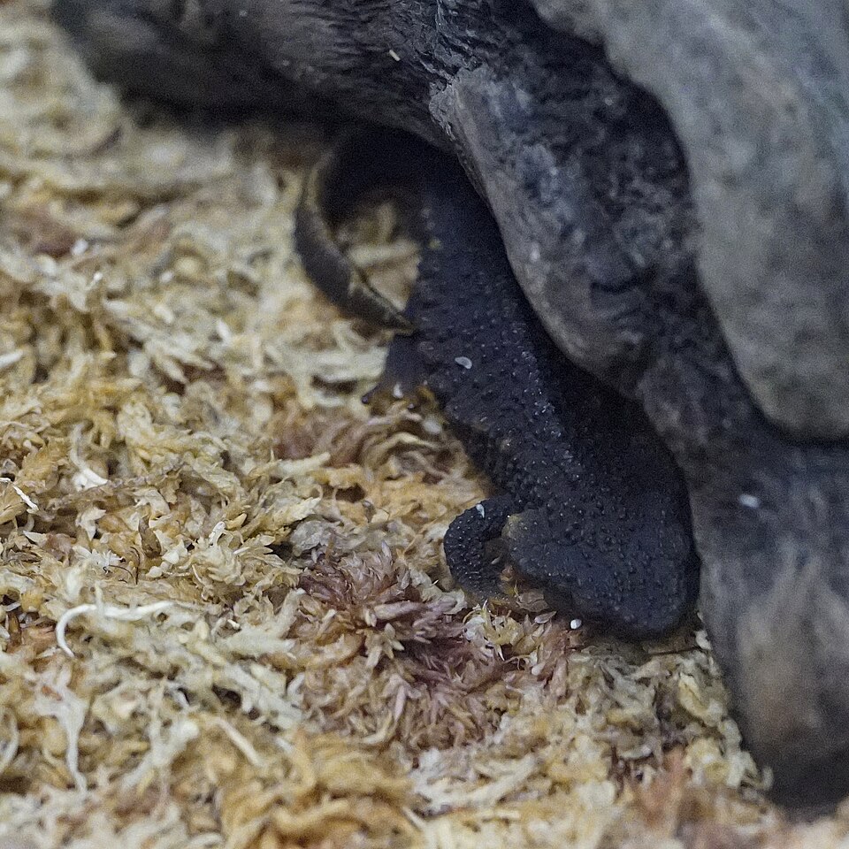 オキナワイボイモリ
