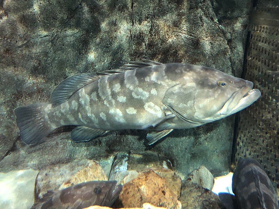 クエ