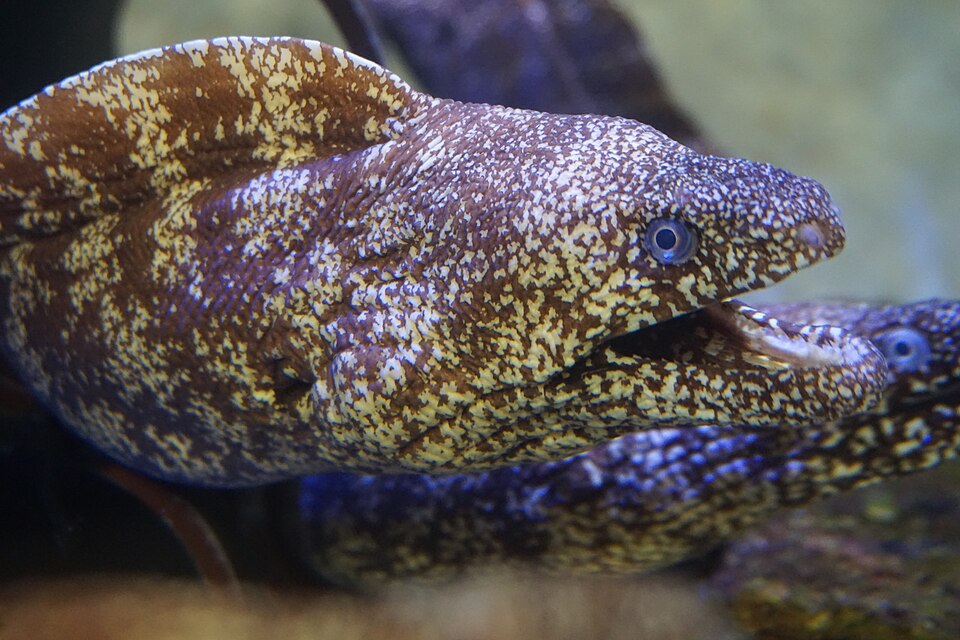 ウツボ