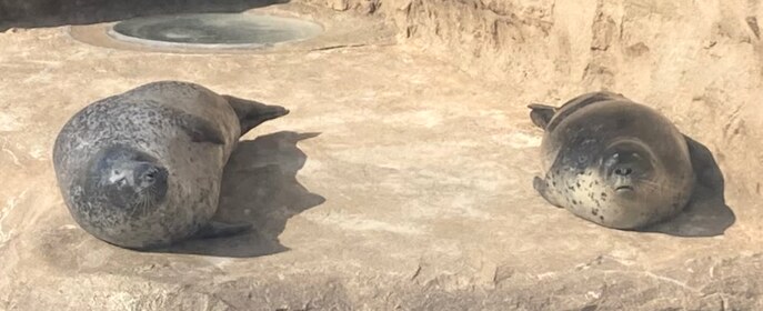 2頭のアザラシが、日差しの当たる岩場でこちらを向いている。