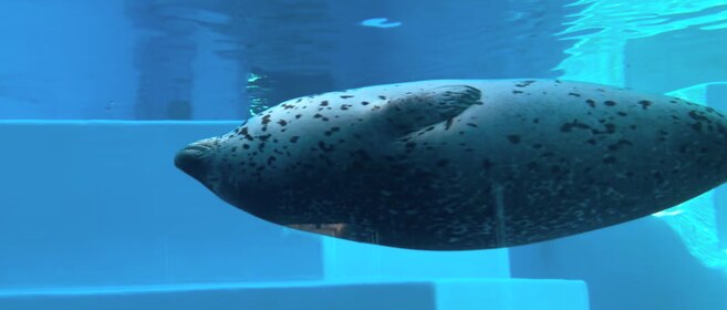 斑点模様のアザラシが、水面のすぐ下を横向きに泳ぐ。