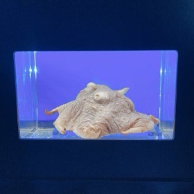 ひれと短い腕があるタコの標本を、紫色に照らしたケースで展示している。