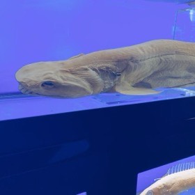 大きな頭のサメの標本が、青く照らされたケースに横たわる。