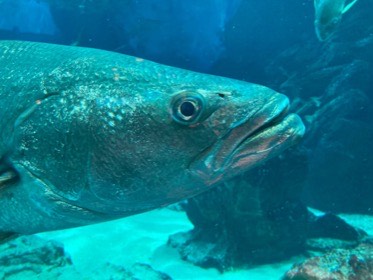 水槽の手前にいる大きな魚の、目と厚い唇を横から見る。