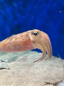 砂地の上で、コウイカの仲間が腕を下向きに伸ばしている。