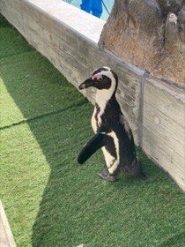 ペンギンが人工芝の上で、木の壁に沿って立っている。