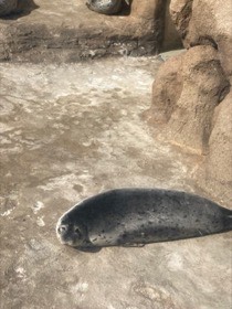 斑点模様のアザラシが、岩場の低い段に体を横たえている。