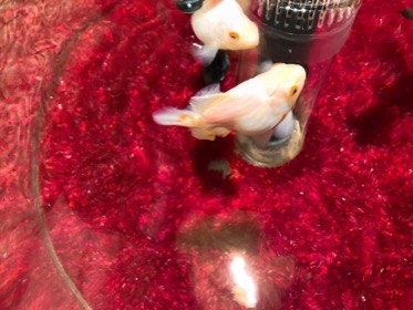 赤い砂利を敷いた水槽で、白い金魚が泳ぐ。