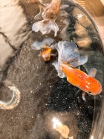 橙色と白の金魚が、透ける尾びれを広げて泳ぐ。