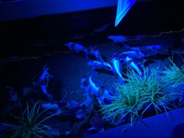 青く照らされた水槽で、細長い魚たちが岩の周りに集まっている。