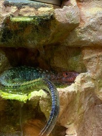 緑色の体と長い尾を持つトカゲが、岩のくぼみに横たわっている。