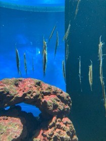 細長い銀色の魚たちが、頭を下にして縦に並ぶ。