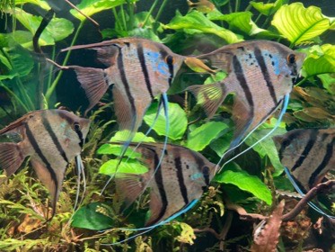 縞模様のエンゼルフィッシュたちが、緑の水草の間を泳ぐ。