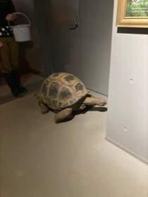 大きなリクガメが、展示室の通路で壁の角に顔を向けている。