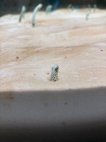 斑点模様の細長い魚が、砂から頭だけを出している。