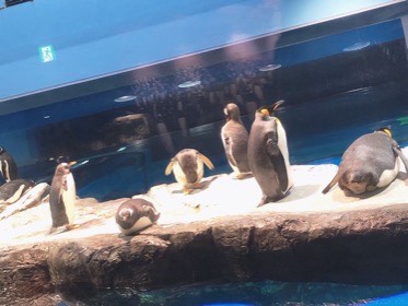 ペンギンたちが、水辺の明るい岩棚に集まっている。