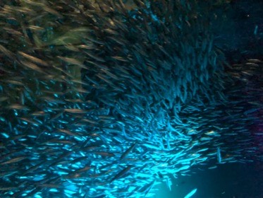 銀色の小魚の大群が、青く光る水中で渦を描くように泳ぐ。
