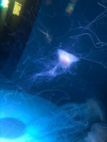 長く細い触手を広げたクラゲが、暗い青の水槽を漂う。