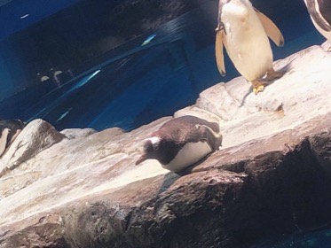 水辺の岩棚にペンギンが伏せ、後ろには立っている個体がいる。