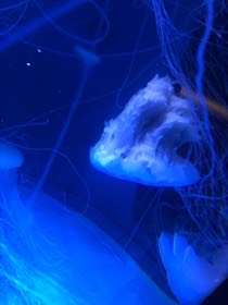 青く照らされたクラゲの傘と、垂れ下がる細い触手を近くから見る。