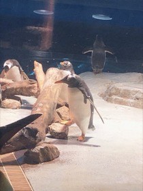 流木のそばにペンギンが立ち、奥にもペンギンがいる。