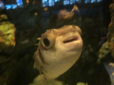丸い目のフグが、口を少し開けてガラスの近くにいる。