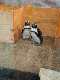 木の仕切りの前に、2羽のペンギンが並んで立っている。