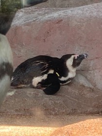 ペンギンが、岩の段に腹を付けて横たわっている。