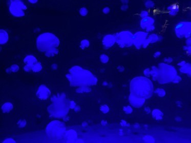暗い水槽を、青く照らされた丸いクラゲたちが漂う。