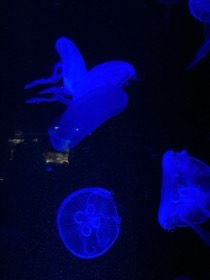 青い照明の水槽で、透ける傘を持つクラゲが漂う。