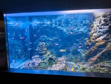 岩とサンゴの間を色とりどりの魚が泳ぐ、青く照らされた大きな水槽。