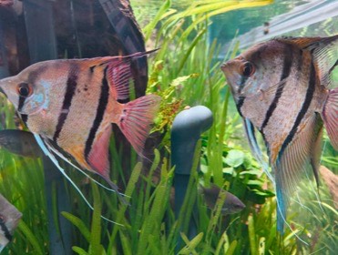 水草の前で、黒い縦縞のある2匹の魚が向かい合う。