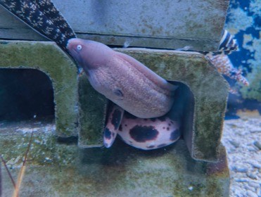 水槽の四角い隠れ家から、灰色のウツボが顔を出している。