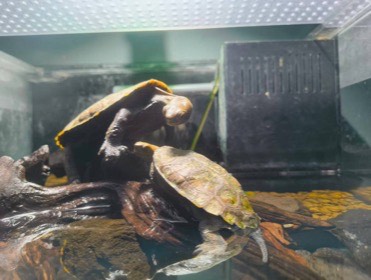 流木の上で、2匹のカメが向かい合う。