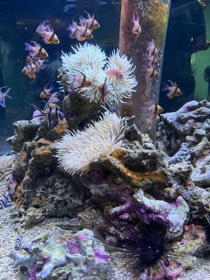 白いイソギンチャクの周りを、縞模様の魚が泳ぐ。