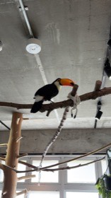 室内の高い枝に、橙色の大きなくちばしを持つ鳥が止まっている。