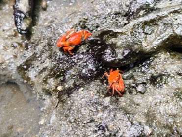 濡れた岩の上に、小さな赤いカニが2匹いる。