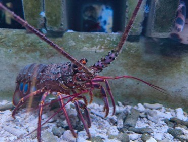 白い砂利の水槽で、長い触角を伸ばしたイセエビが歩く。