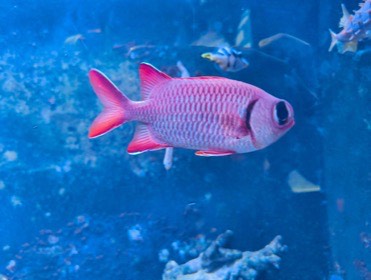 青い水槽で、大きな目の赤紫色の魚が右へ泳ぐ。