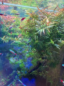 水草の茂る水槽を、赤と青の線が入った小魚が群れで泳ぐ。