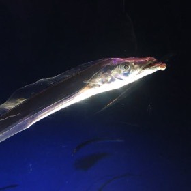 銀色に光る細長い魚を、頭の近くから横向きに見る。