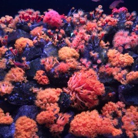 橙色や桃色のサンゴが、黒い岩を覆うように広がる。