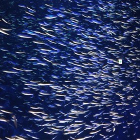 銀色の小魚の大きな群れが、暗い青の水槽を埋めるように泳ぐ。