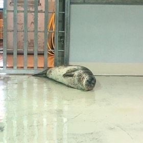 斑点模様のアザラシが、柵のそばの床に横たわっている。