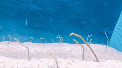 白い砂から、斑点や橙色の帯模様がある細長い魚が体を伸ばす。