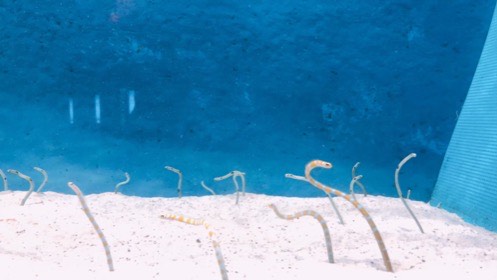 青い背景の水槽で、砂から出た細長い魚たちが体を曲げている。