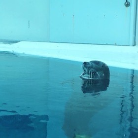 長いひげと牙のあるセイウチが、水面から顔を出している。