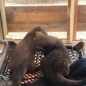網の寝床で、2匹のカワウソが体を寄せ合っている。