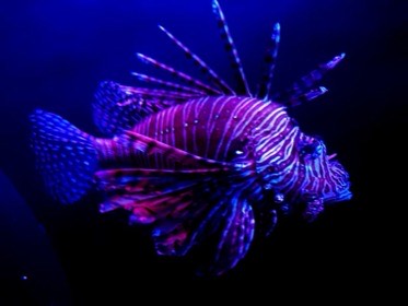 紫色に照らされた縞模様の魚が、長いひれを大きく広げている。